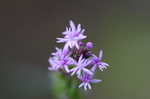 Procession flower